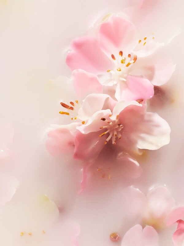 Seraphine Rituals The Sakura Cherry Blossom & Rice Milk Large Gift Set (Worth Over £100)